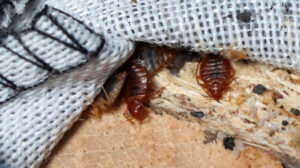 Services d'extermination punaise de lit à Paris & Île-de-France